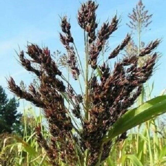 50 Black Amber Cane Sorgham Seeds - Seed World