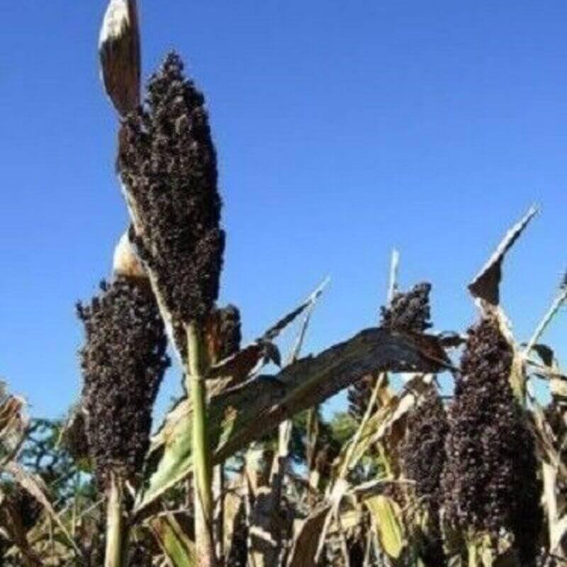 50 Black Amber Cane Sorgham Seeds - Seed World