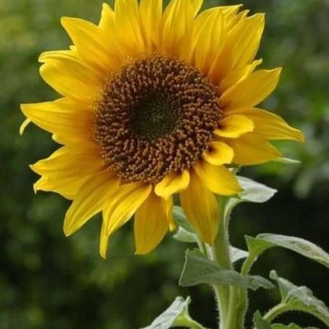 50 Black Oil Sunflower Seeds - Seed World