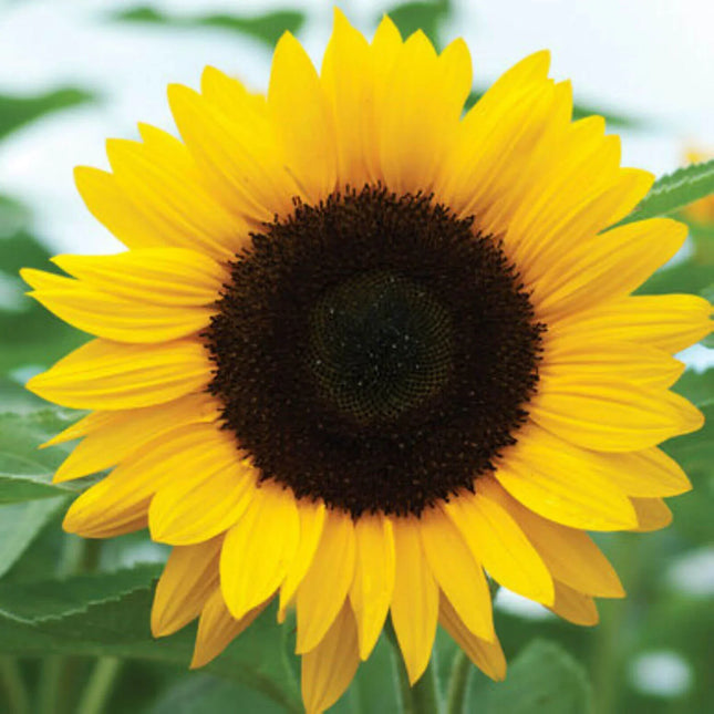 50 Black Oil Sunflower Seeds - Seed World