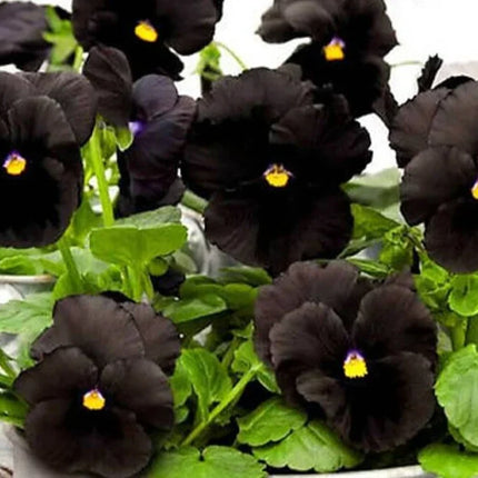 50 Black Pansy Seeds - Seed World