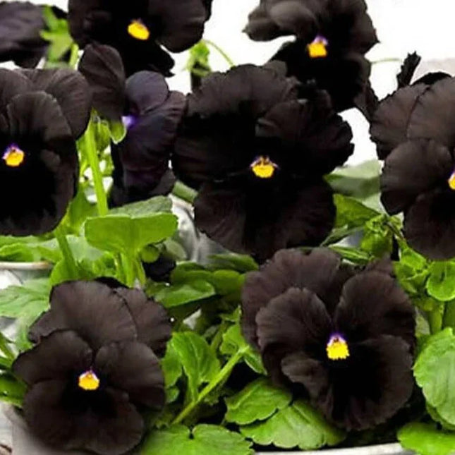 50 Black Pansy Seeds - Seed World