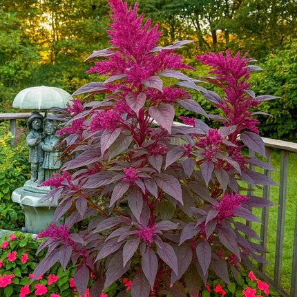 50 Bright Purple Amaranth Mix Seeds - Seed World