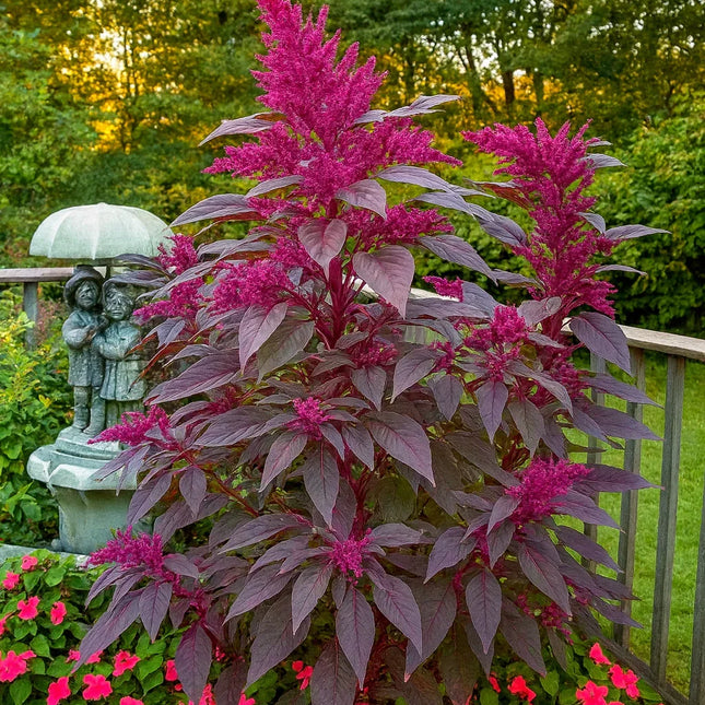50 Bright Purple Amaranth Mix Seeds - Seed World
