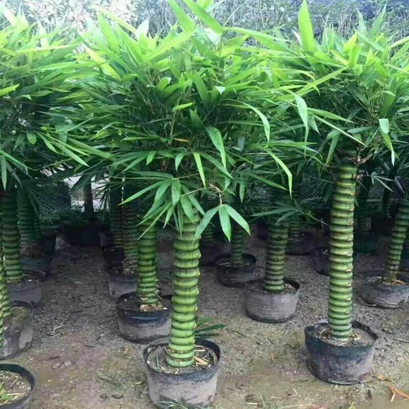 50 Buddha Belly Bamboo Seeds - Seed World