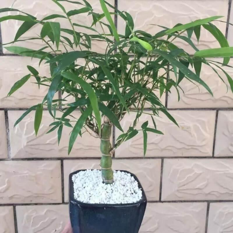 50 Buddha Belly Bamboo Seeds - Seed World