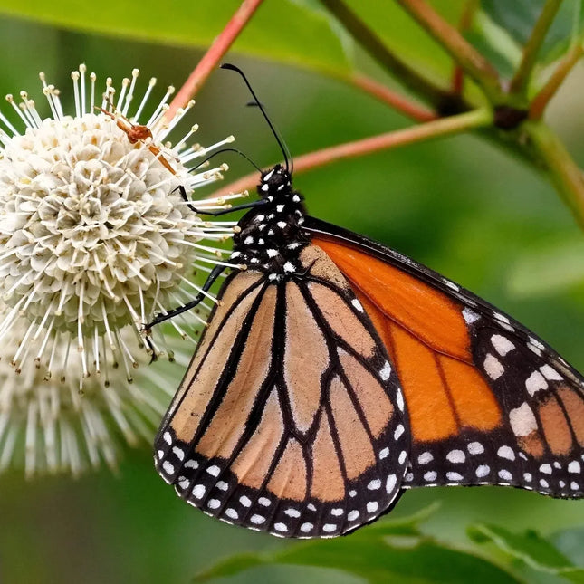 50 Buttonbush Shrub - Honeyball Seeds - Seed World