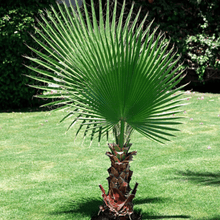 75 California Fan Palm Tree Seeds