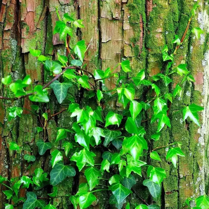 50 Climbing Ivy Seeds - Easy to Grow - Seed World
