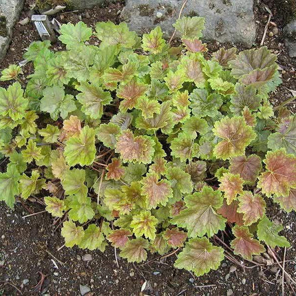 50 Coral Bells - Heuchera - Americana Seeds - Seed World