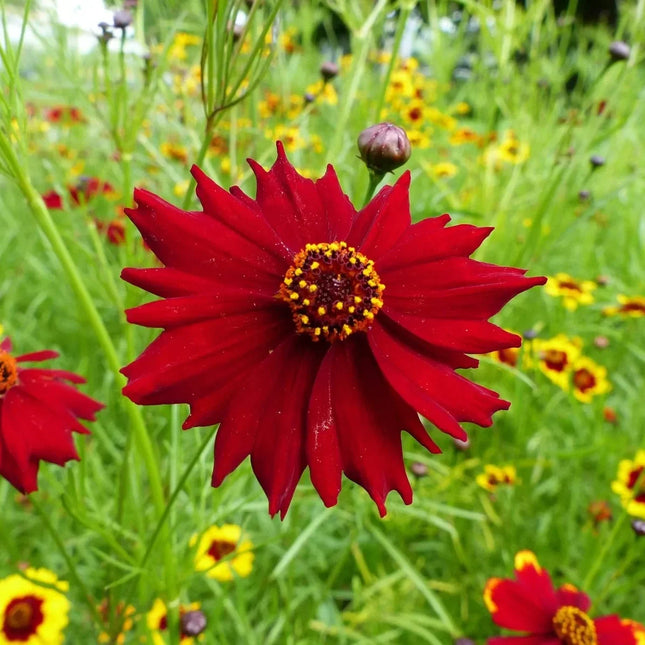 50 Coreopsis (Tinctoria) Mahogany Midget Seeds - Seed World