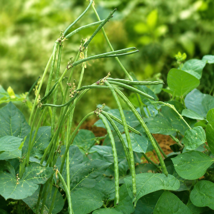 50 Cowpea Seeds - Cream 8