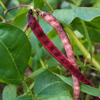 Red Ripper