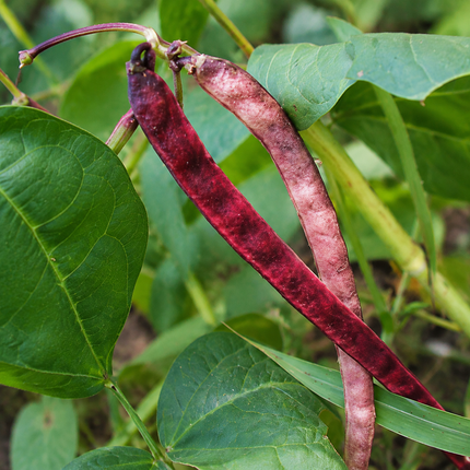 50 Cowpea Seeds - Red Ripper