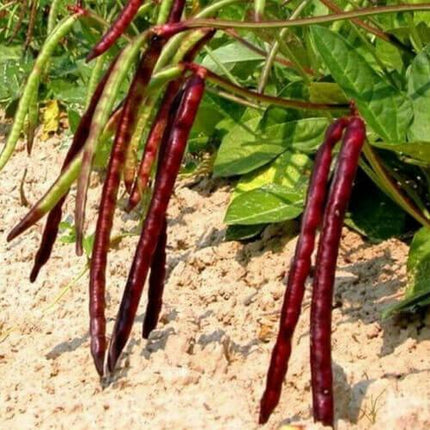 50 Cowpea Seeds - Seed World
