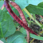 Red Ripper