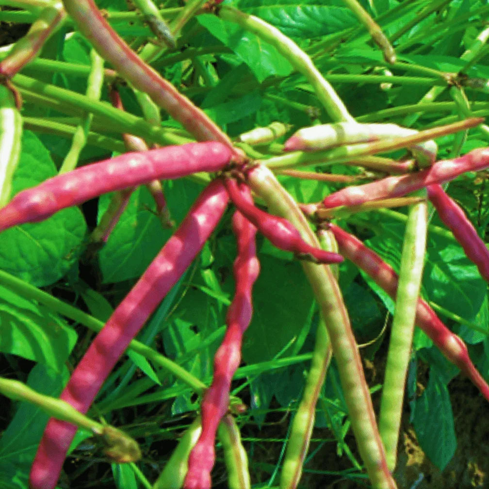 50 Cowpea Seeds - Seed World