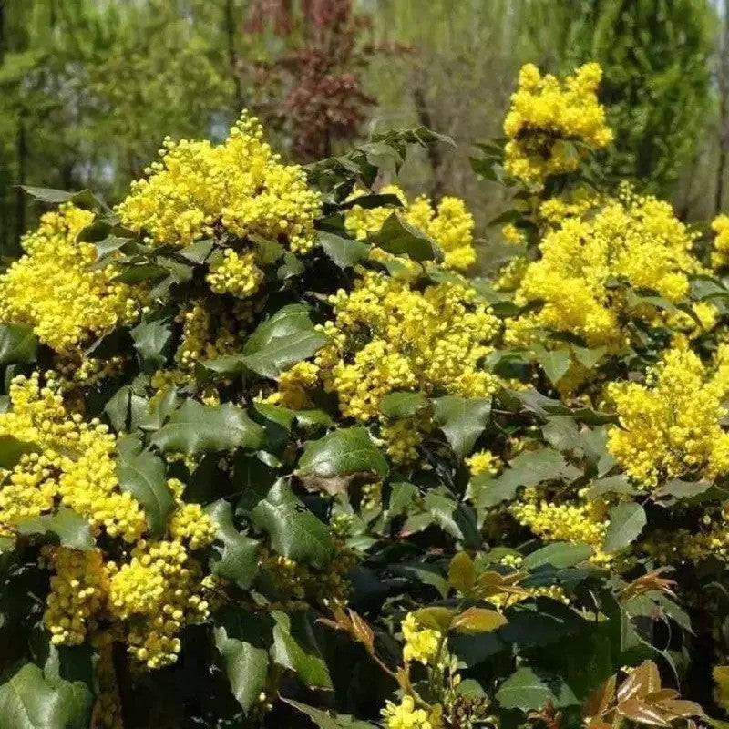 50 Creeping Oregon Grape (Mahonia Repens) Seeds - Seed World