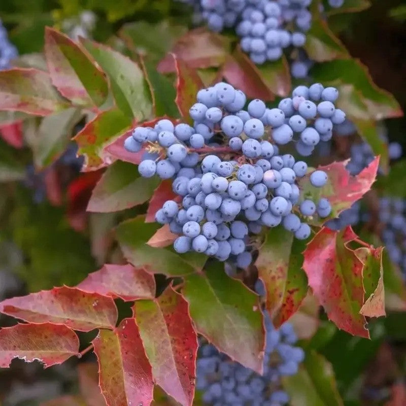50 Creeping Oregon Grape (Mahonia Repens) Seeds - Seed World