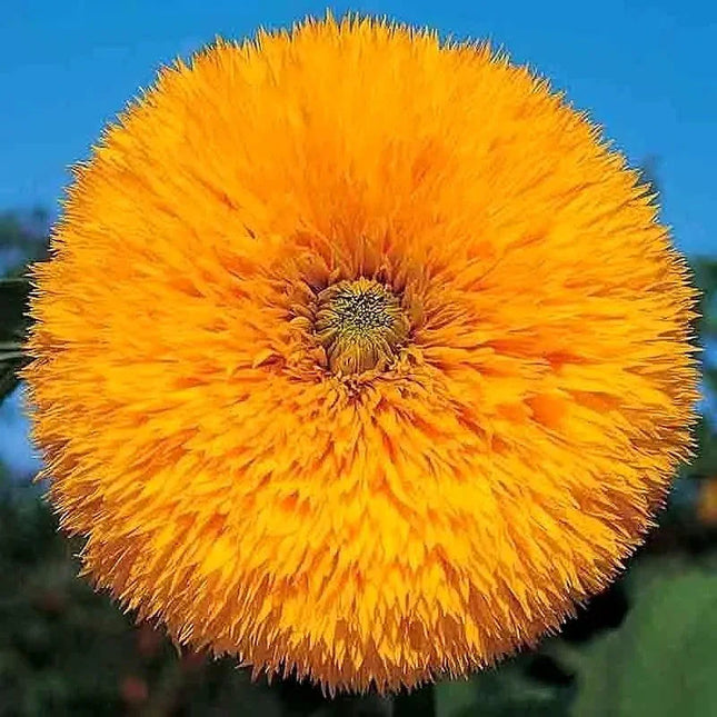 50 Double Tall Teddy Sunflower Seeds - Seed World