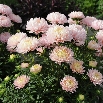 100 Paeony Duchess Apricot Aster Seeds – Elegant Double Bloom Flowers