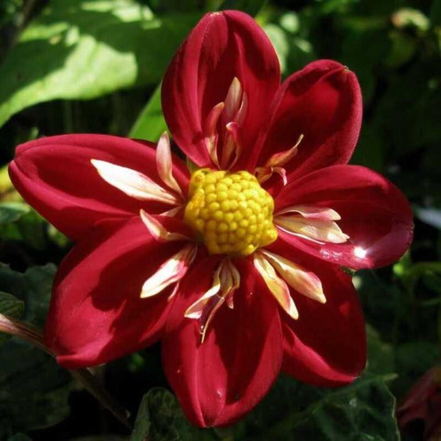 50 Early Bird Dahlia Variabilis Mixed Seeds - Seed World