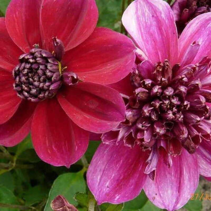 50 Early Bird Dahlia Variabilis Mixed Seeds - Seed World