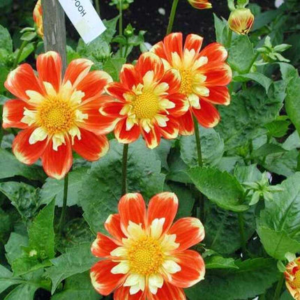 50 Early Bird Dahlia Variabilis Mixed Seeds - Seed World