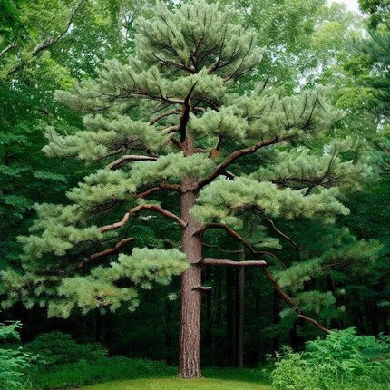 50 Eastern White Pine - Pinus Strobus Seeds - Seed World