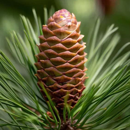 50 Eastern White Pine - Pinus Strobus Seeds - Seed World