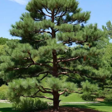 50 Eastern White Pine - Pinus Strobus Seeds - Seed World