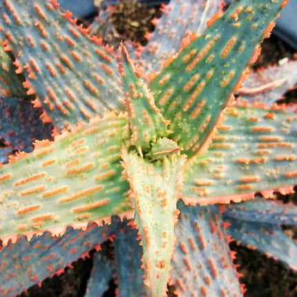 50 Exotic Aloe Hybrid Mix - Rare Colorful Succulent Seeds - Seed World
