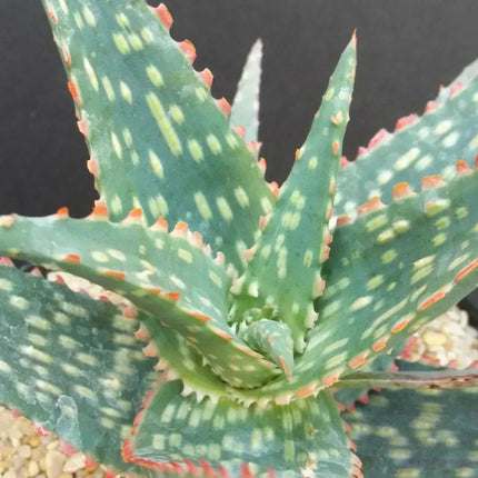 50 Exotic Aloe Hybrid Mix - Rare Colorful Succulent Seeds - Seed World