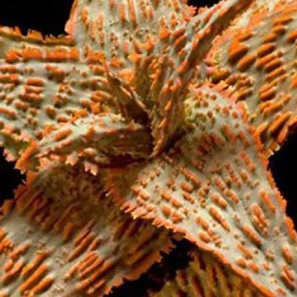 50 Exotic Aloe Hybrid Mix - Rare Colorful Succulent Seeds - Seed World