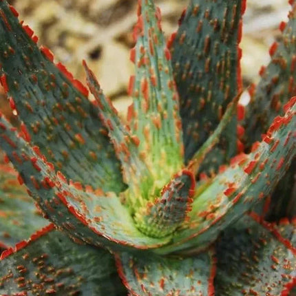 50 Exotic Aloe Hybrid Mix - Rare Colorful Succulent Seeds - Seed World