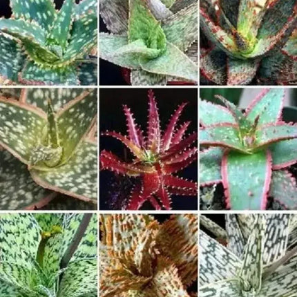 50 Exotic Aloe Hybrid Mix - Rare Colorful Succulent Seeds - Seed World