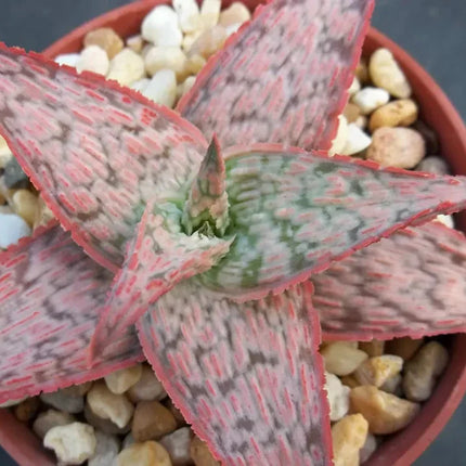 50 Exotic Aloe Hybrid Mix - Rare Colorful Succulent Seeds - Seed World