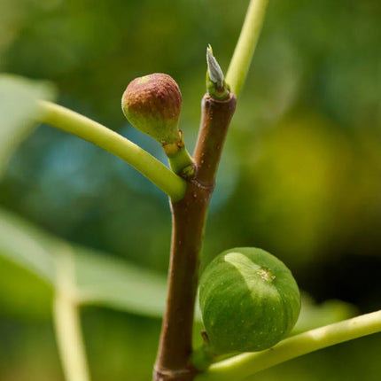 50 Fig Tree - Sweet Fruit Shrub Seeds - Seed World