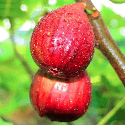50 Fig Tree - Sweet Fruit Shrub Seeds - Seed World