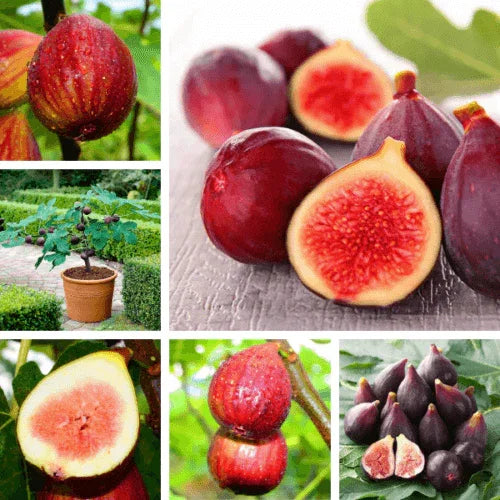 50 Fig Tree - Sweet Fruit Shrub Seeds - Seed World