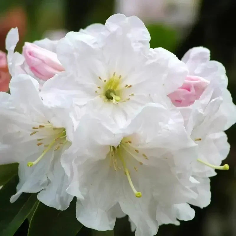 50 Fortune Rhododendron Seeds - Seed World