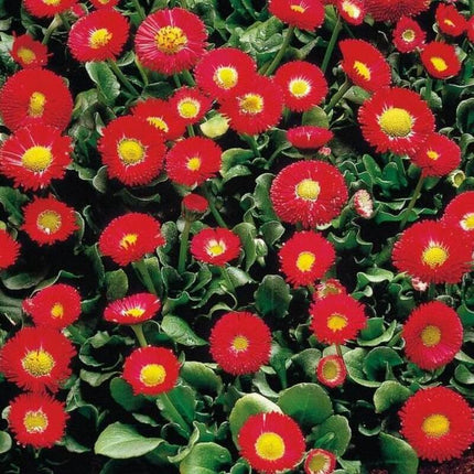 50 Galaxy Red Bellis Seeds - Seed World