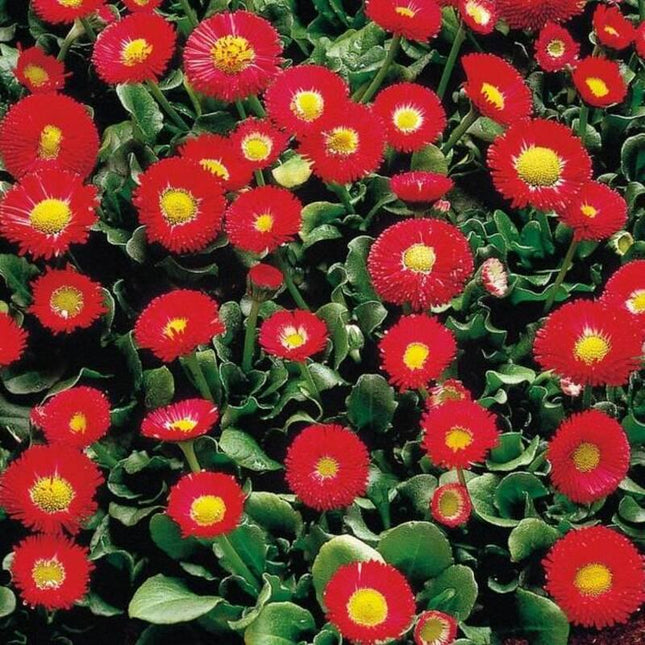 50 Galaxy Red Bellis Seeds - Seed World