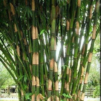 50 Giant Atter Bamboo Seeds