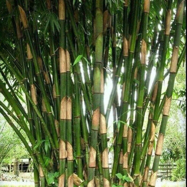 50 Giant Atter Bamboo Seeds - Seed World