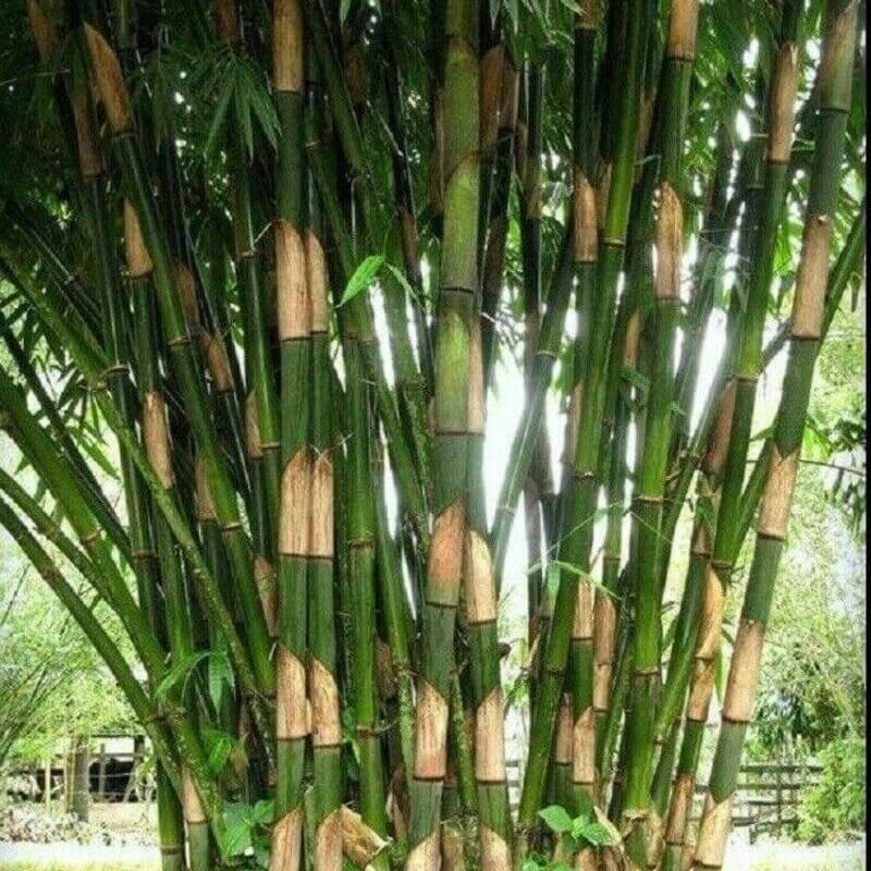 50 Giant Atter Bamboo Seeds - Seed World