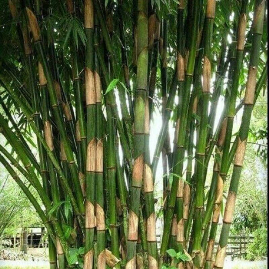 50 Giant Atter Bamboo Seeds - Seed World