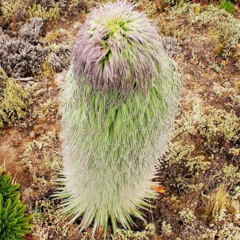 50 Giant Lobelia - Lobelia Telekii Seeds - Seed World