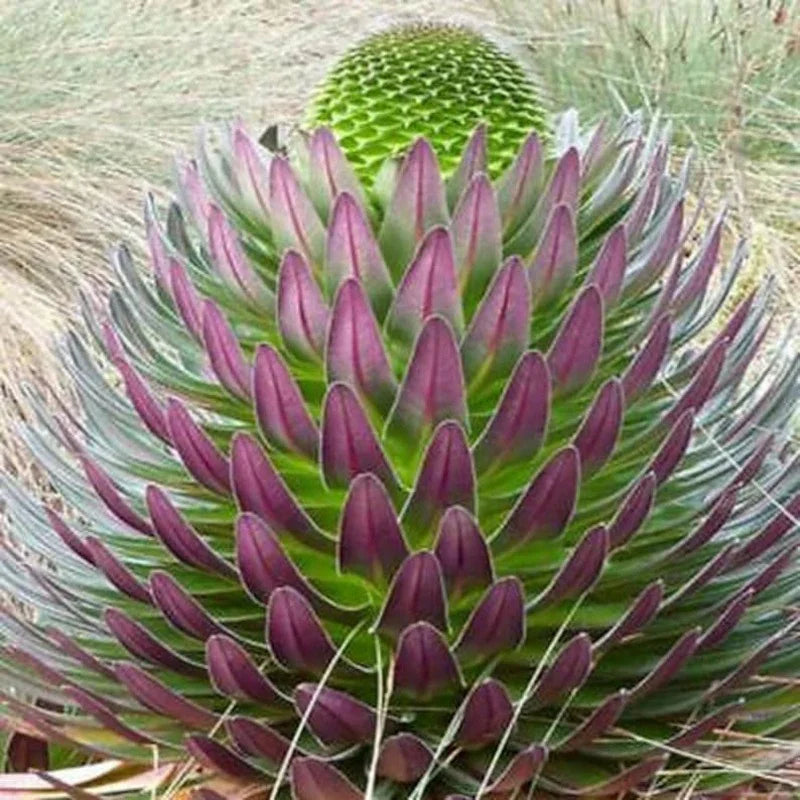 50 Giant Lobelia - Lobelia Telekii Seeds - Seed World