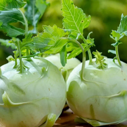 50 Giant White Kohlrabi Seeds - Seed World